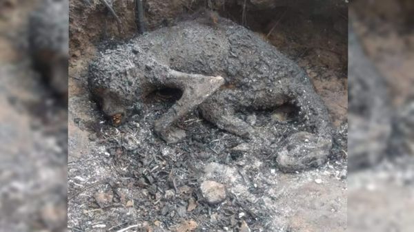 Incendios en Corrientes: 50 monos calcinados y un parque provincial en ruinas